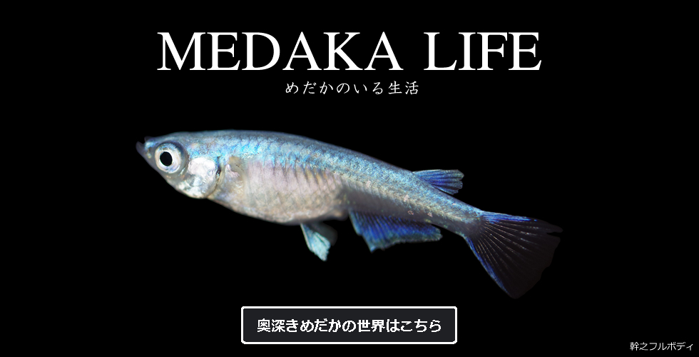 MEDAKA LIFE ～めだかのいる生活～
