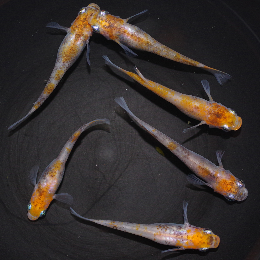 メダカ 紀州三色めだか 5匹セット 三色 錦 透明鱗 メダカ 淡水魚 通販