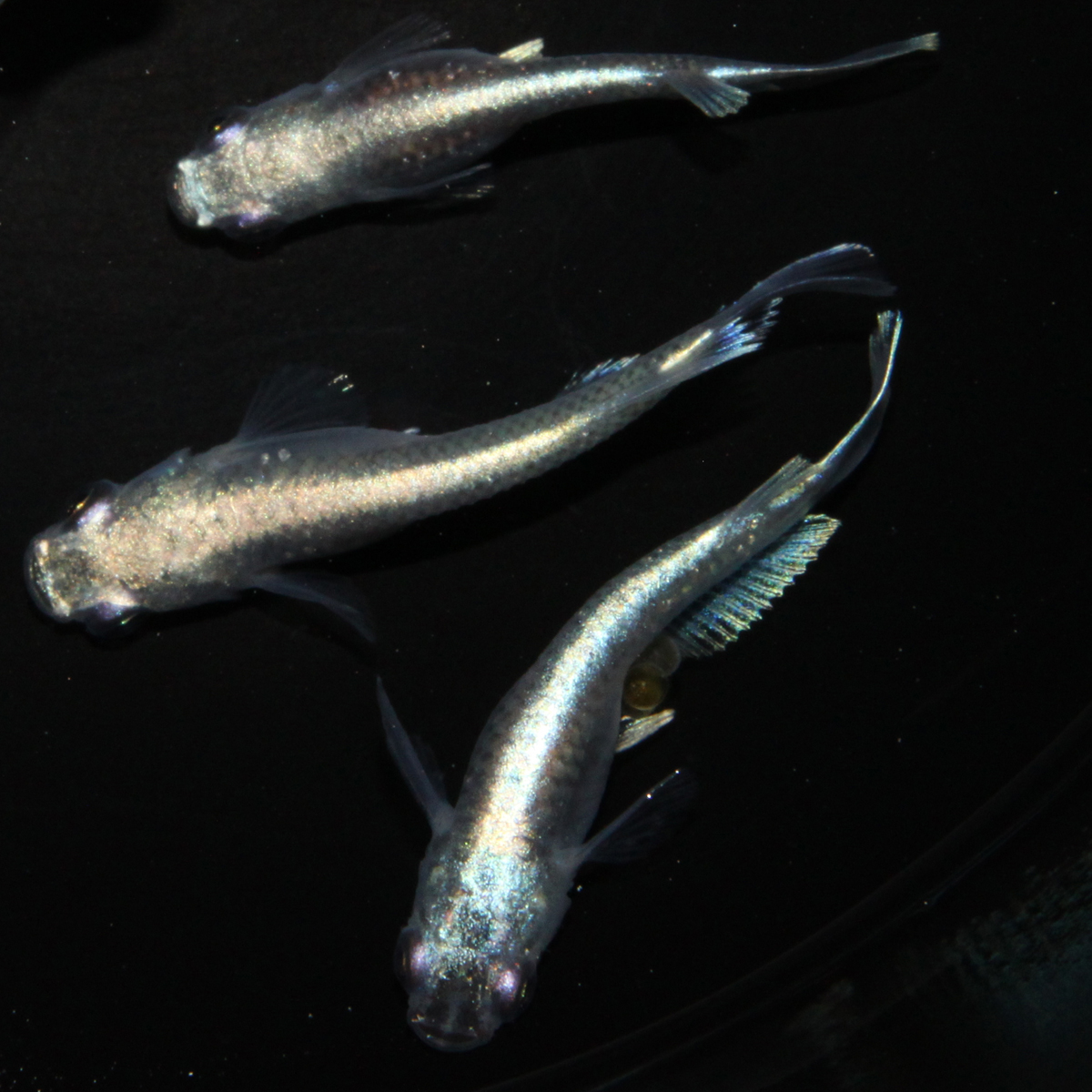 北辻メダカ』(強墨系統)美虎メダカ ♂2♀1 ※♀ヒレロング体型 - 魚類 